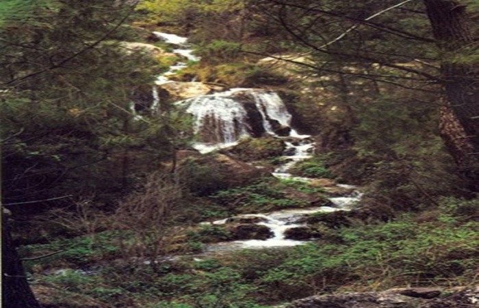 Arroyo del tejo